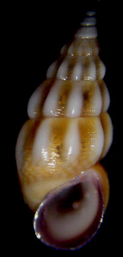 Rissoe